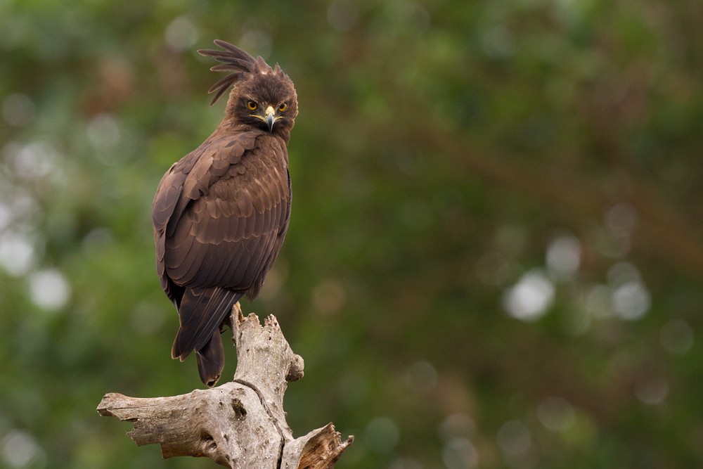 Long-crested Eagle - Lars Petersson | My World of Bird Photography