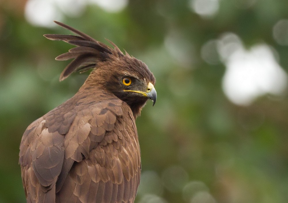 Long-crested Eagle - Lars Petersson | My World of Bird Photography