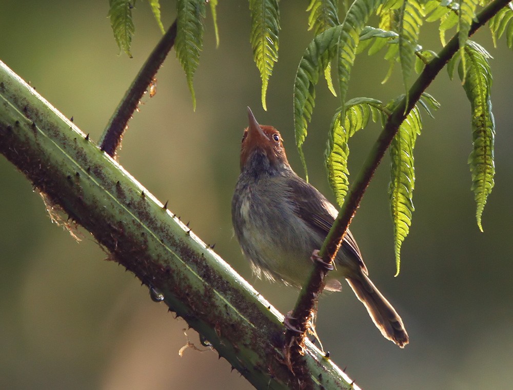 Olive-backed Tailorbird - ML205972261