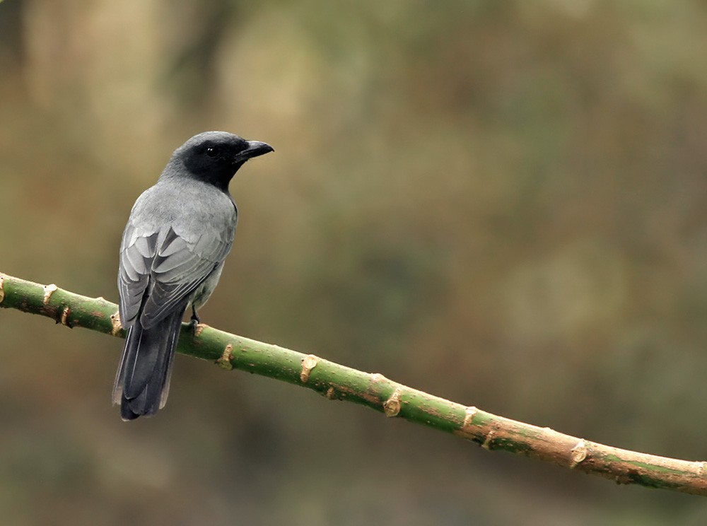 Sunda Cuckooshrike - Lars Petersson | My World of Bird Photography