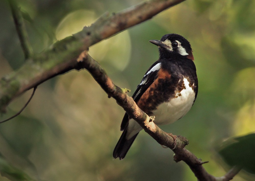 Chestnut-backed Thrush - ML205972511