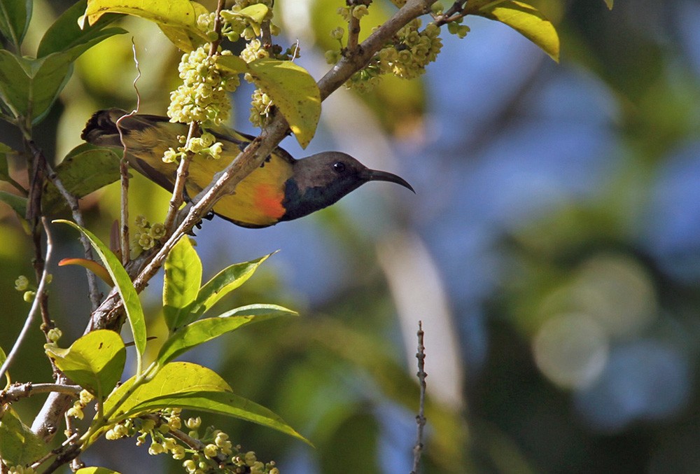 Apricot-breasted Sunbird - ML205972541