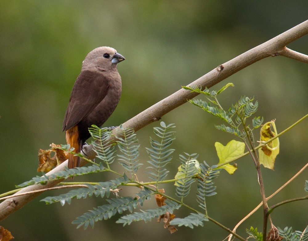 Gray-headed Munia - ML205972601