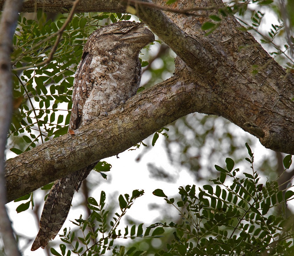 Papuan Frogmouth - ML205972611