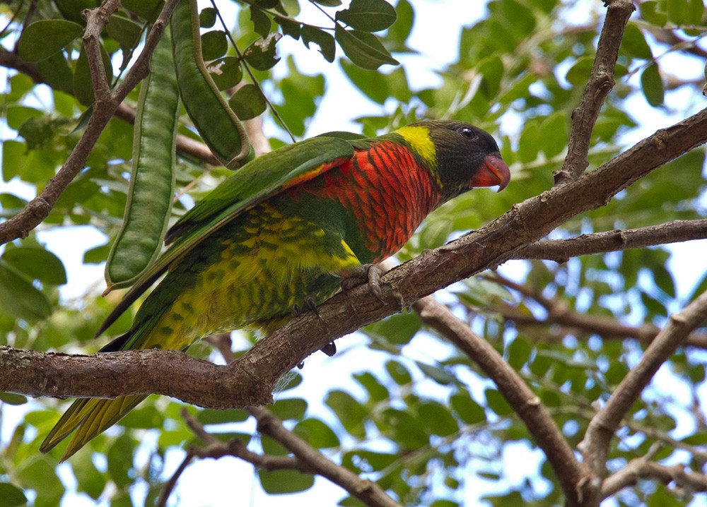 新幾內亞彩虹吸蜜鸚鵡 - ML205972621