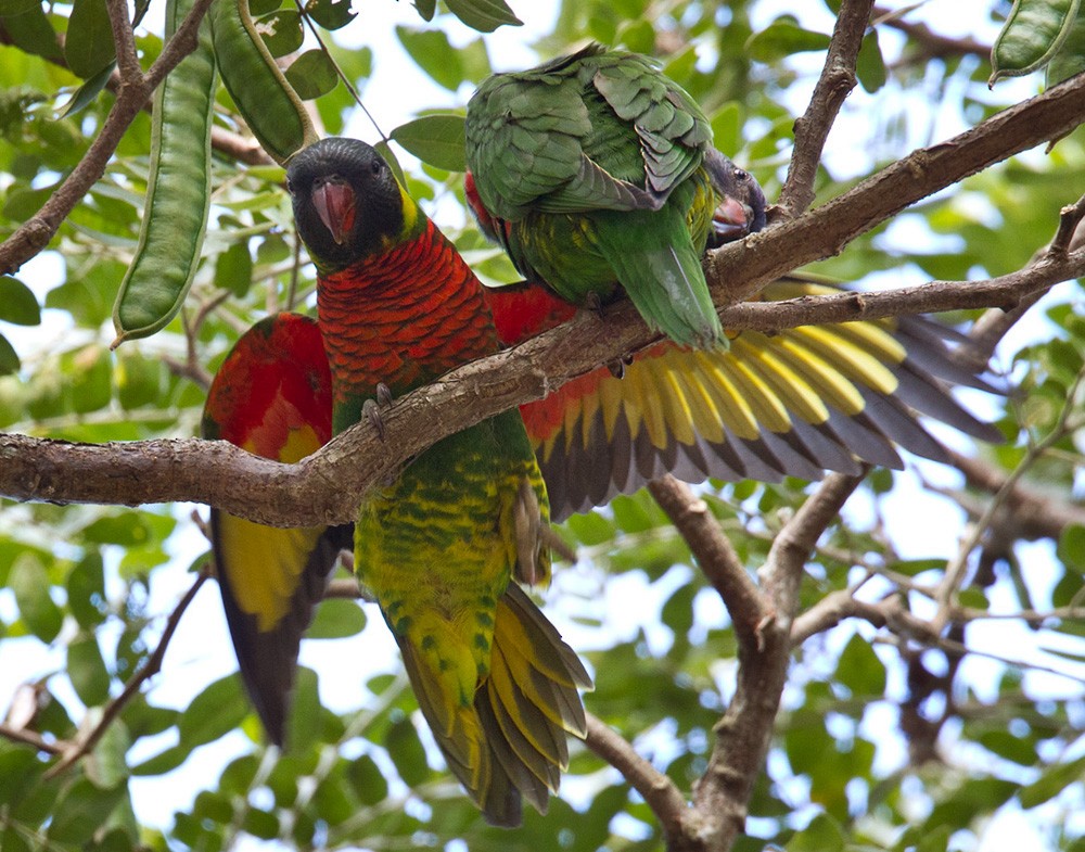 新幾內亞彩虹吸蜜鸚鵡 - ML205972631