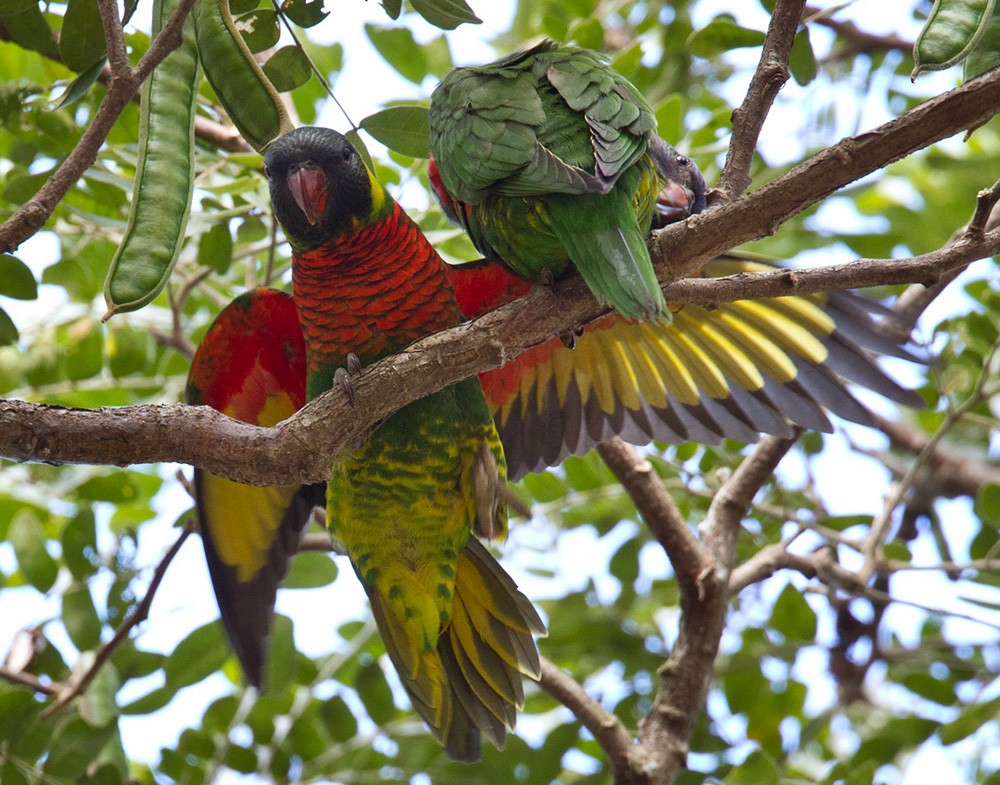 Coconut Lorikeet - ML205972631