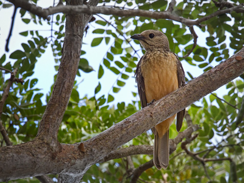 Fawn-breasted Bowerbird - ML205972651