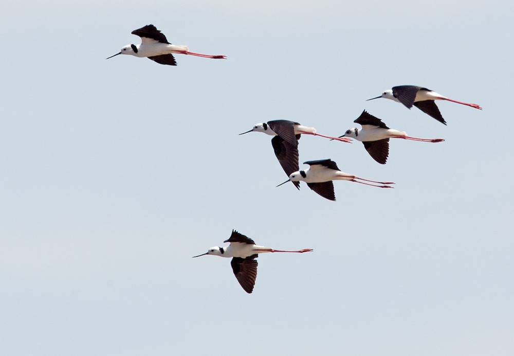 Pied Stilt - ML205972711