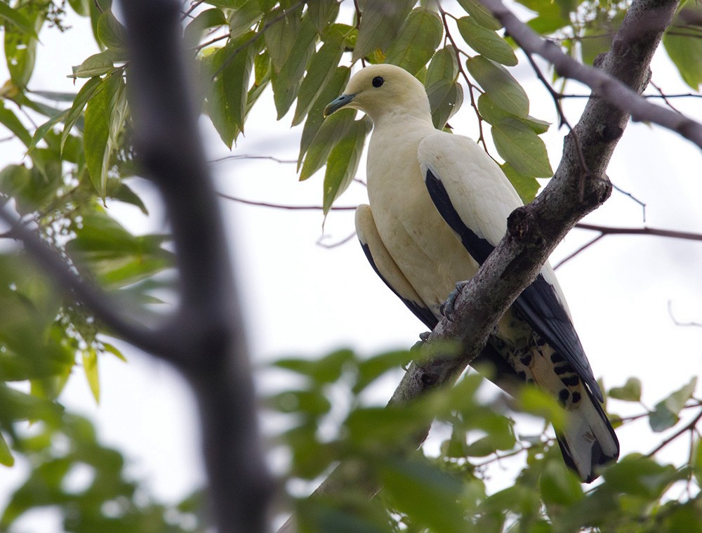 Torresian Imperial-Pigeon - ML205972761