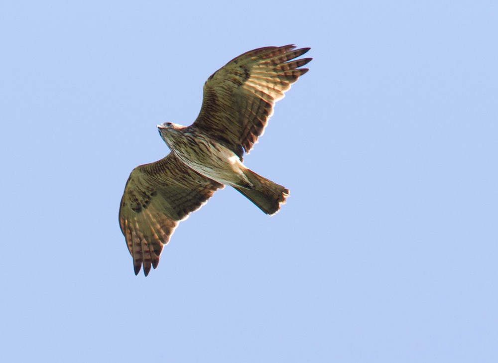 Новогвинейский орёл-карлик - ML205972781