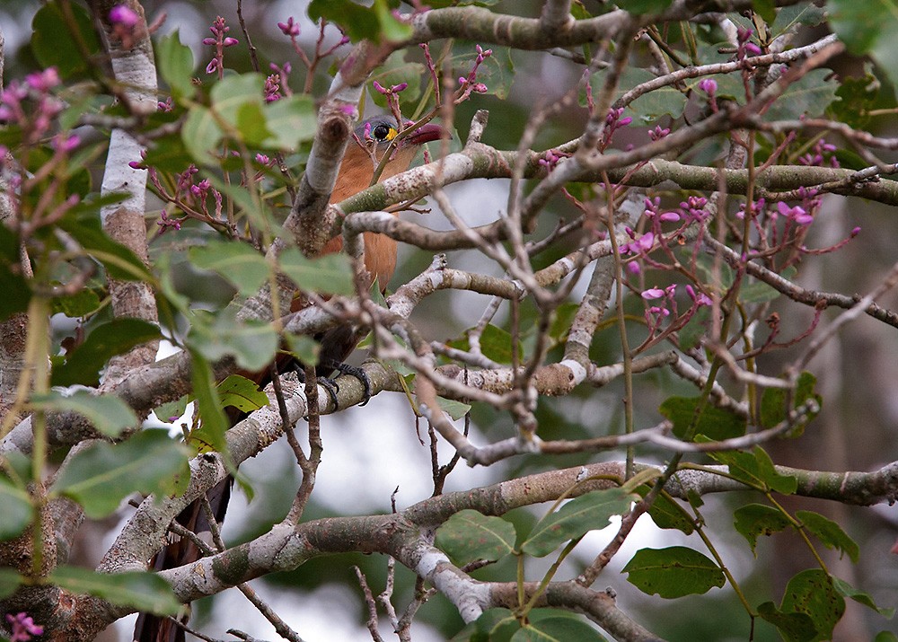 Black-bellied Cuckoo - ML205972811