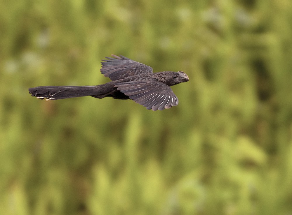 Smooth-billed Ani - ML205972821