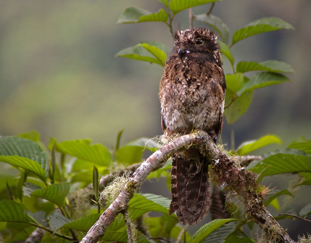 Andean Potoo - ML205972871