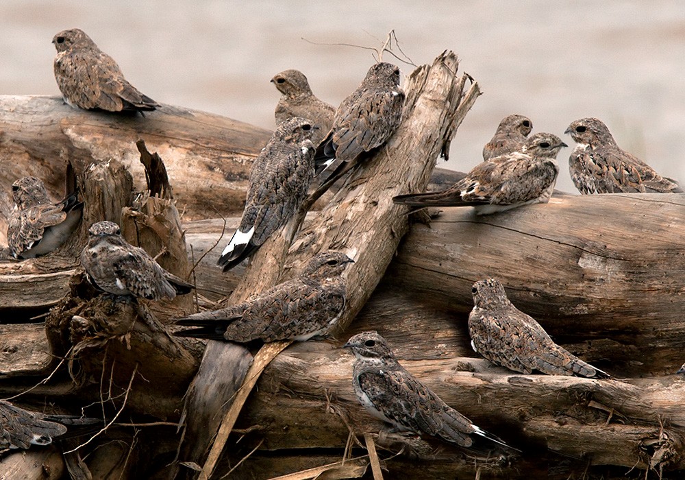 Sand-colored Nighthawk - ML205972911