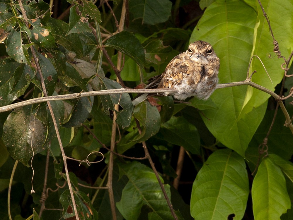 Ladder-tailed Nightjar - Lars Petersson | My World of Bird Photography