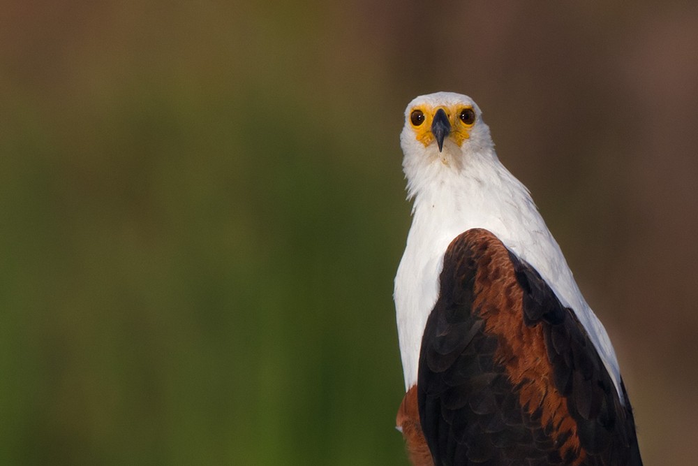 African Fish-Eagle - ML205973191