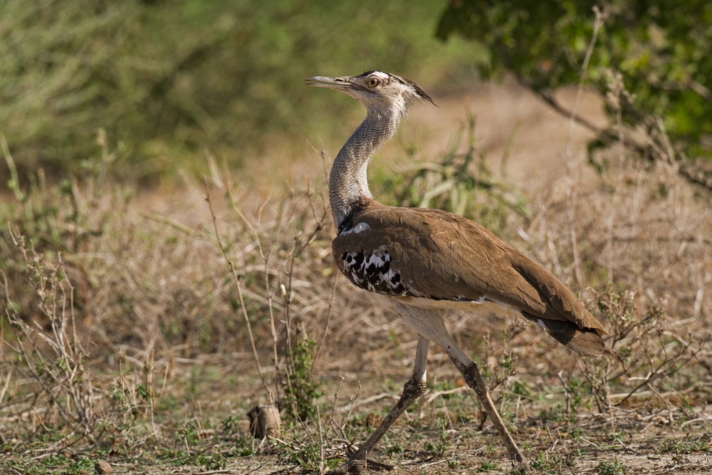 Kori Bustard - ML205973331