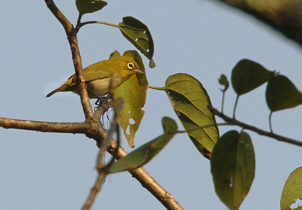 Ashy-bellied White-eye - ML205973441