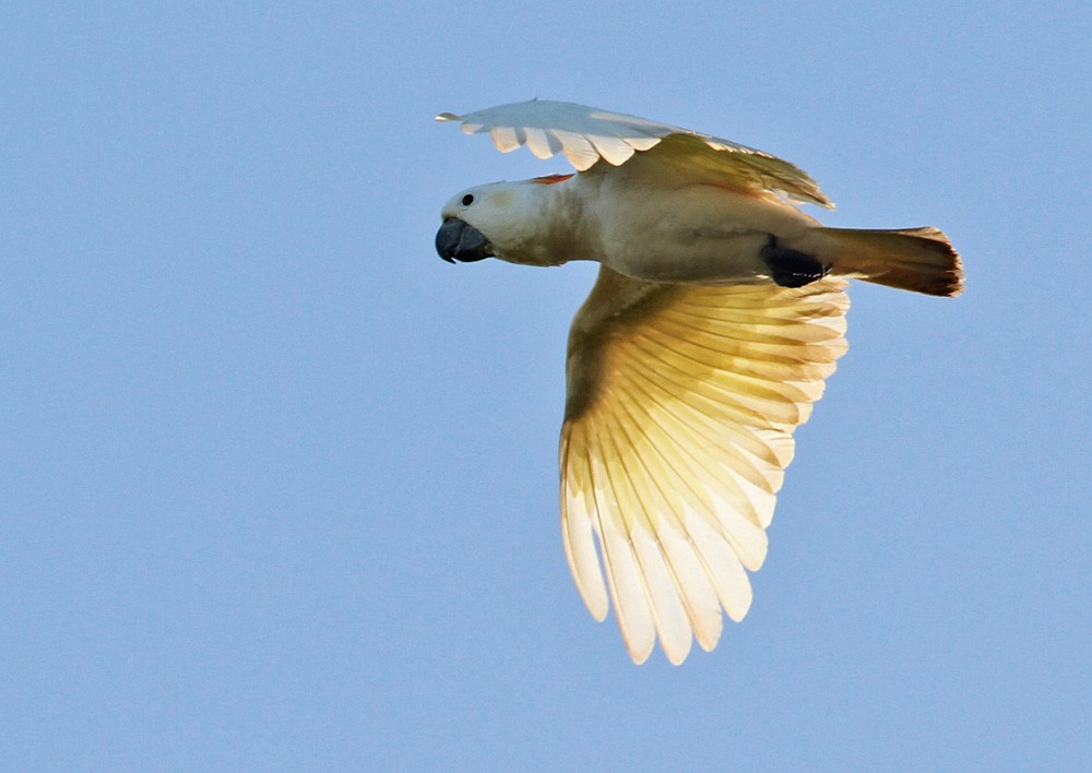 Citron-crested Cockatoo - ML205973471