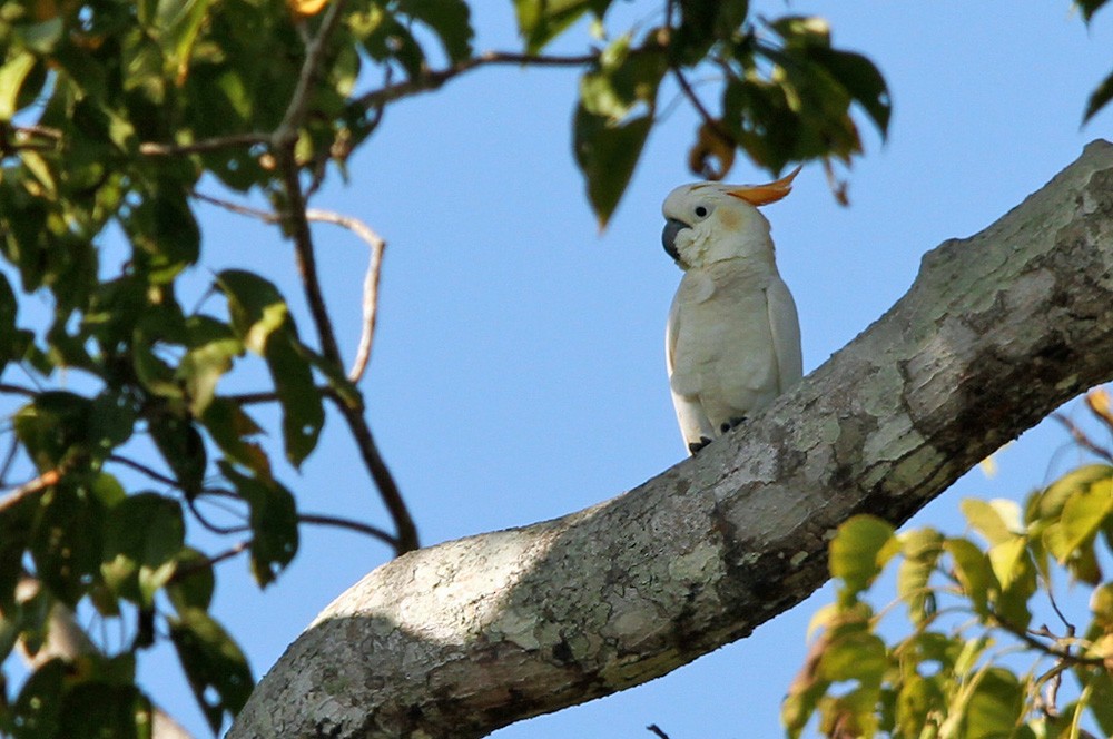 Citron-crested Cockatoo - ML205973481