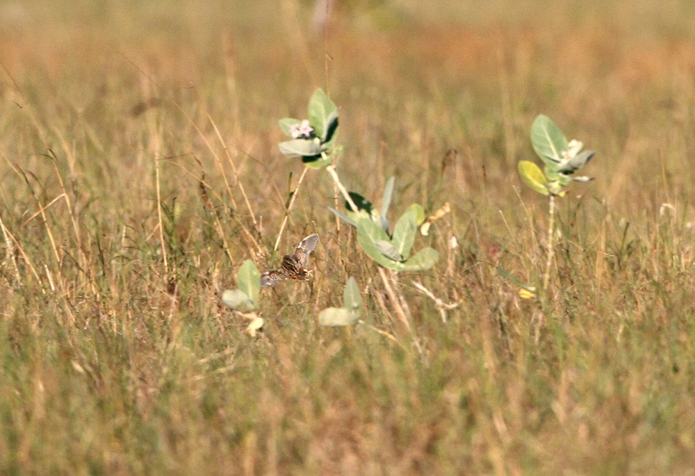 Sumba Buttonquail - ML205973671