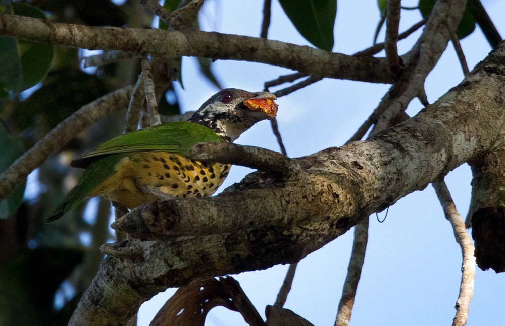 Tan-capped Catbird - ML205973701