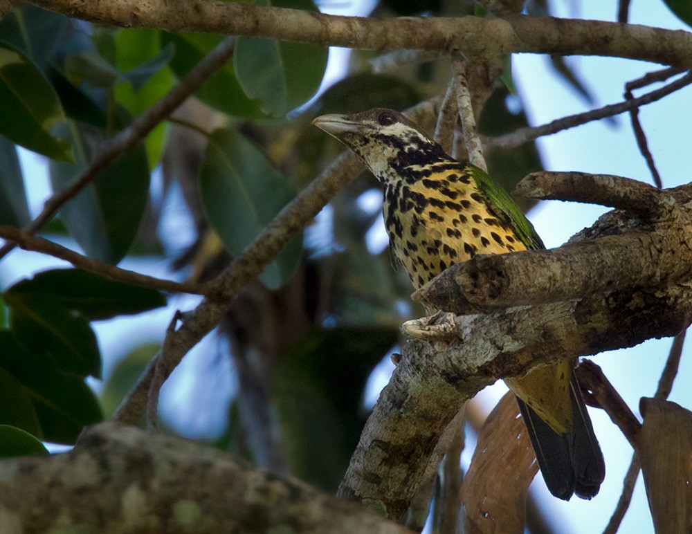 Tan-capped Catbird - ML205973711