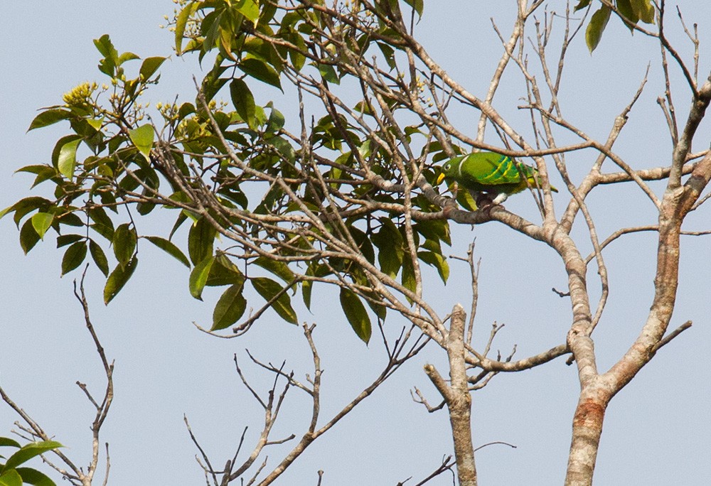 Dwarf Fruit-Dove - ML205973821