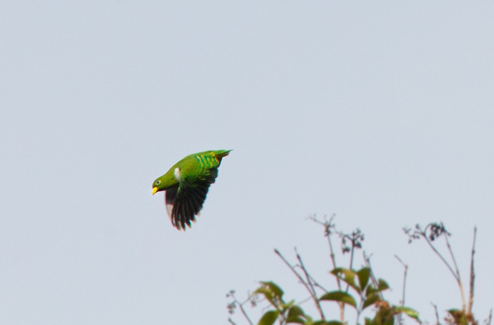 Dwarf Fruit-Dove - ML205973831