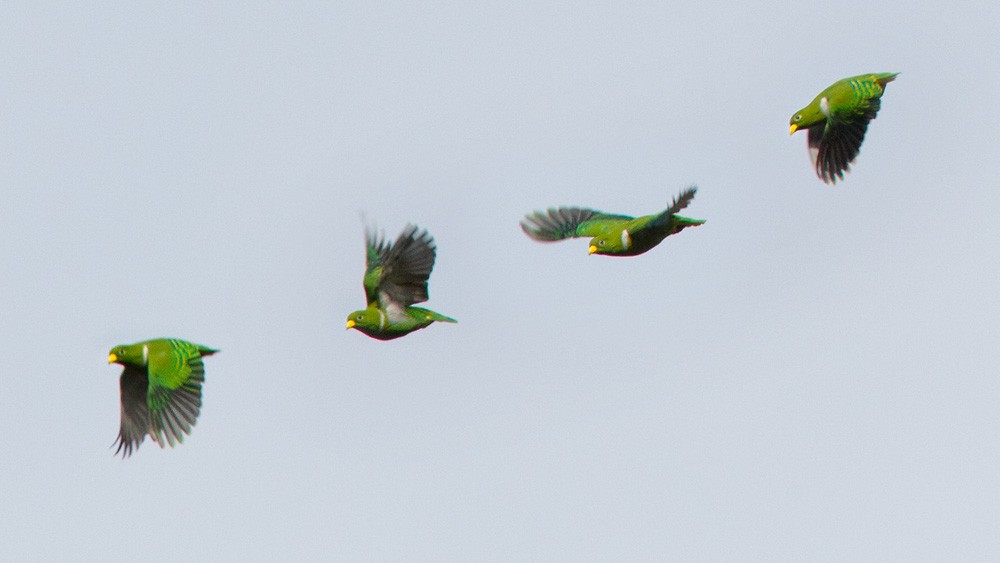 Dwarf Fruit-Dove - ML205973841