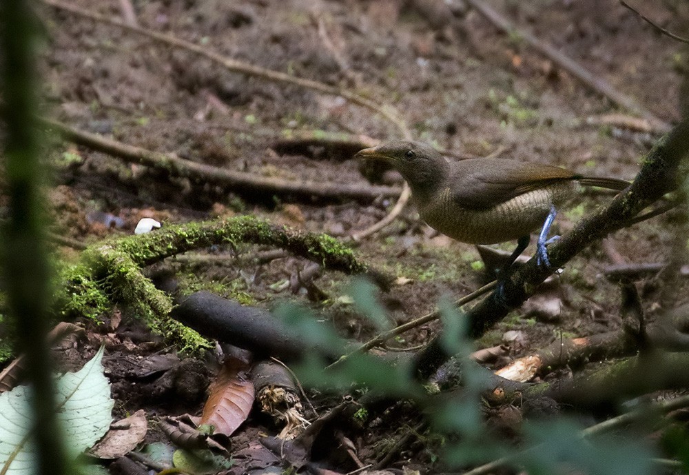 Königsparadiesvogel - ML205973931