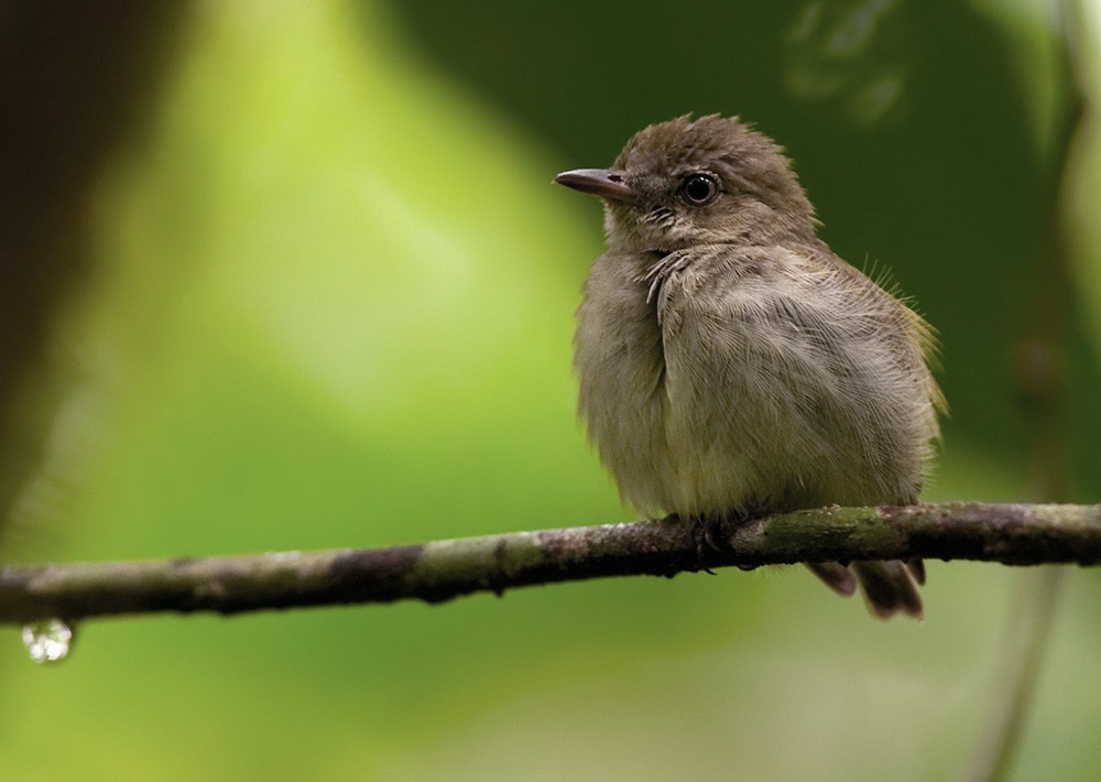 Dwarf Tyrant-Manakin - ML205973981