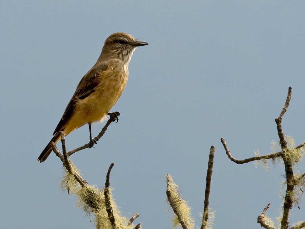 Streak-throated Bush-Tyrant - Lars Petersson | My World of Bird Photography