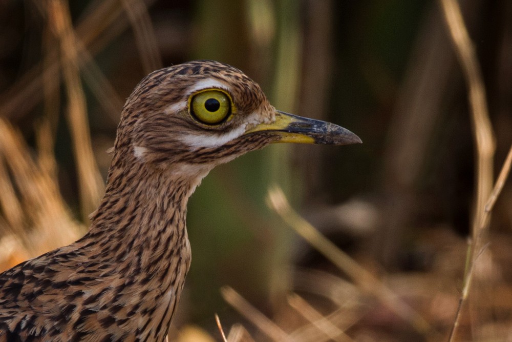 Spotted Thick-knee - ML205974251