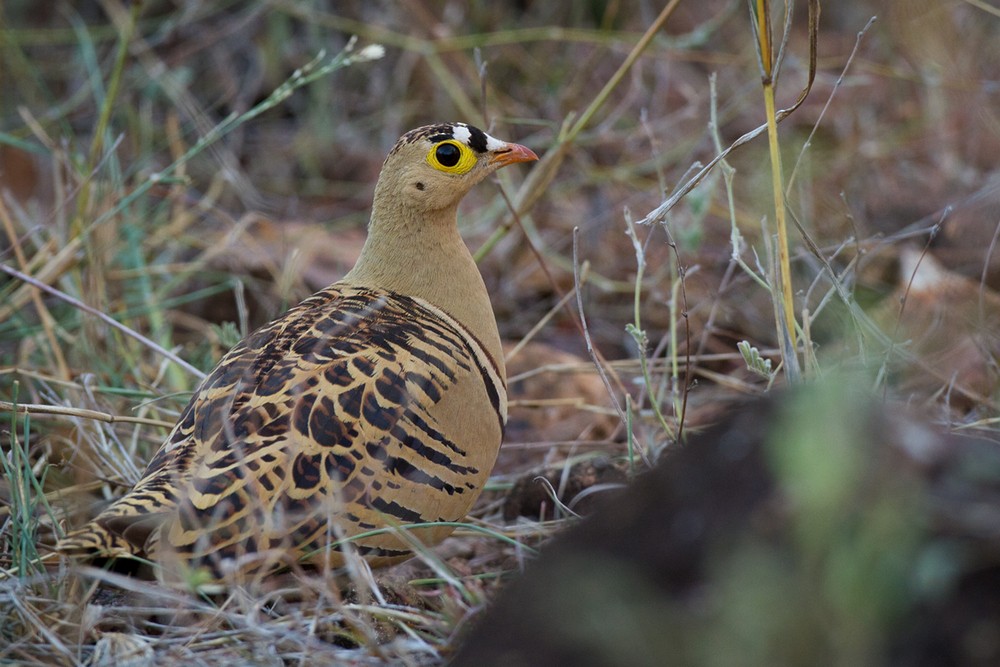 Four-banded Sandgrouse - ML205974301