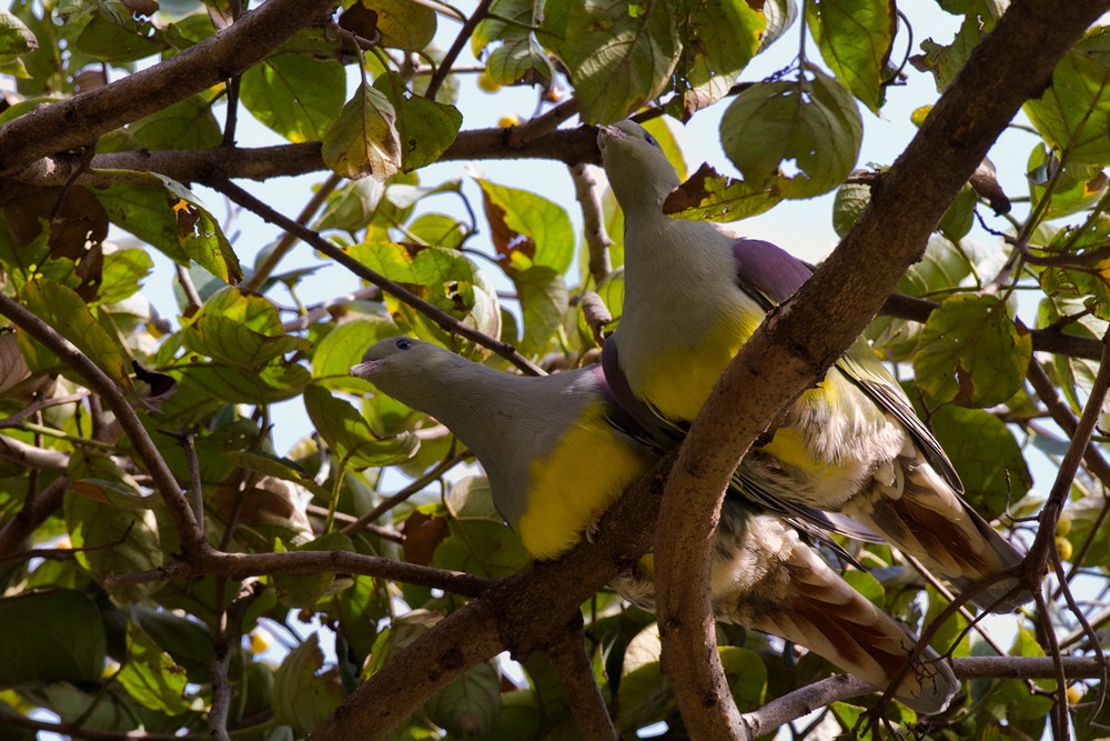 Bruce's Green-Pigeon - ML205974341