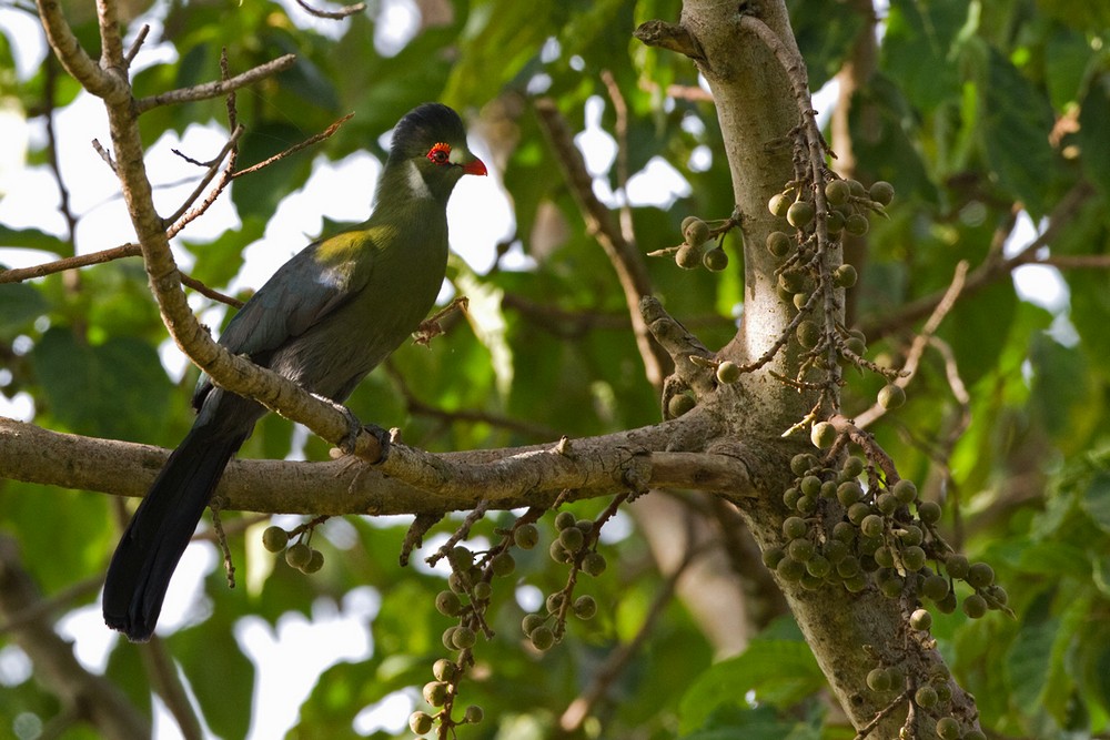 White-cheeked Turaco - ML205974351