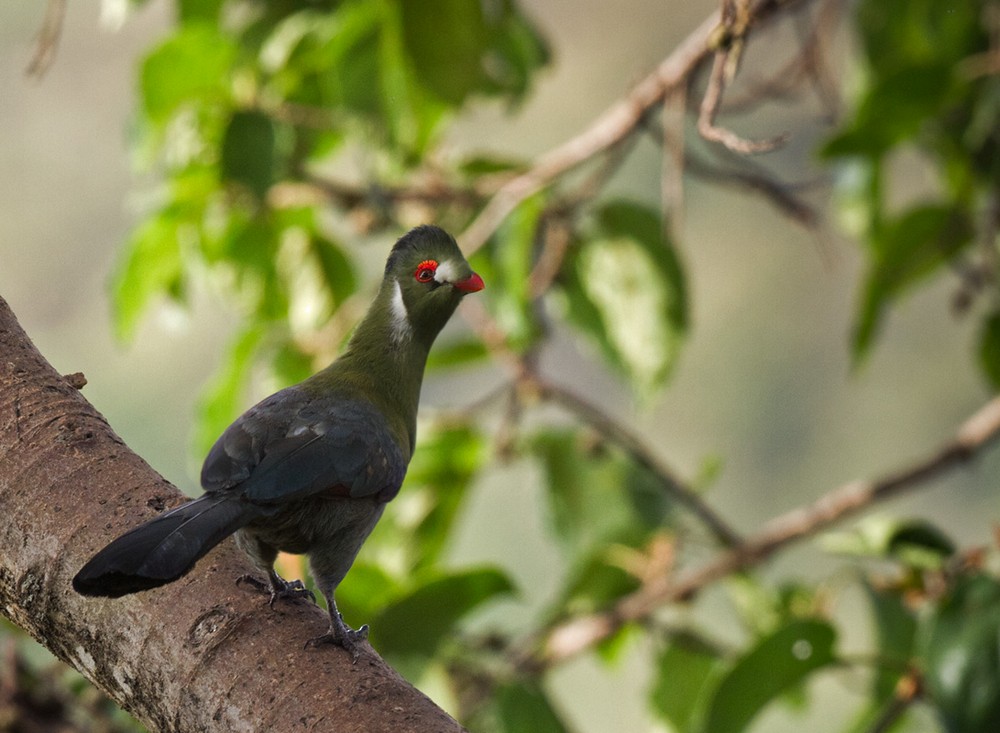 Turaco Cariblanco - ML205974361