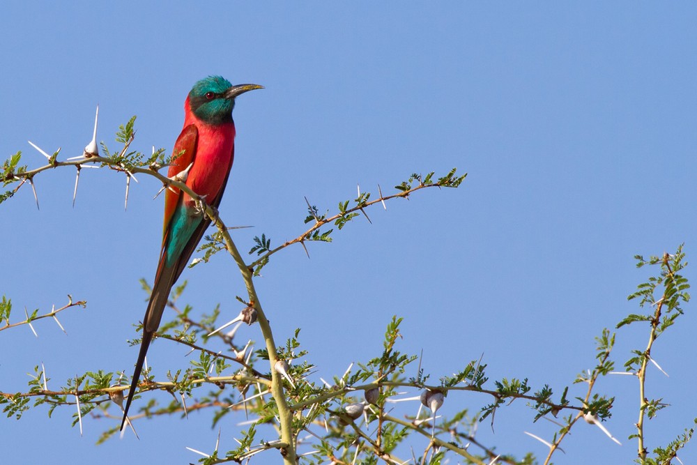 Northern Carmine Bee-eater - ML205974491