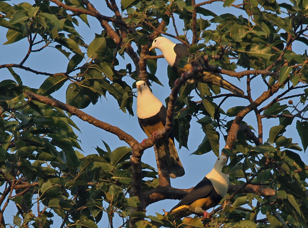 Black-backed Fruit-Dove - ML205974591