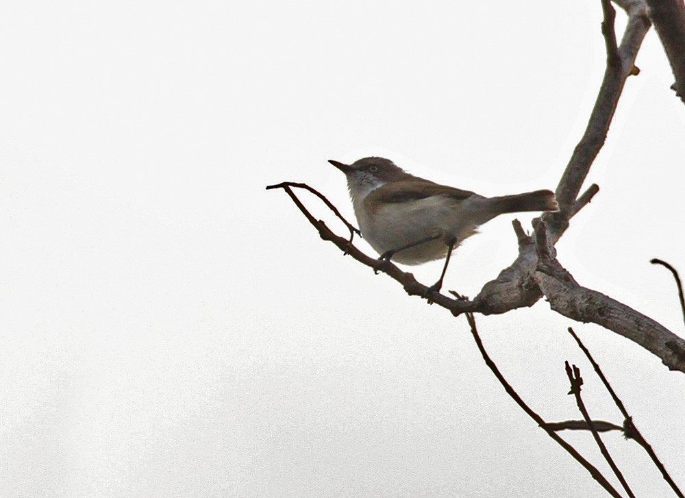 Plain Gerygone - Lars Petersson | My World of Bird Photography