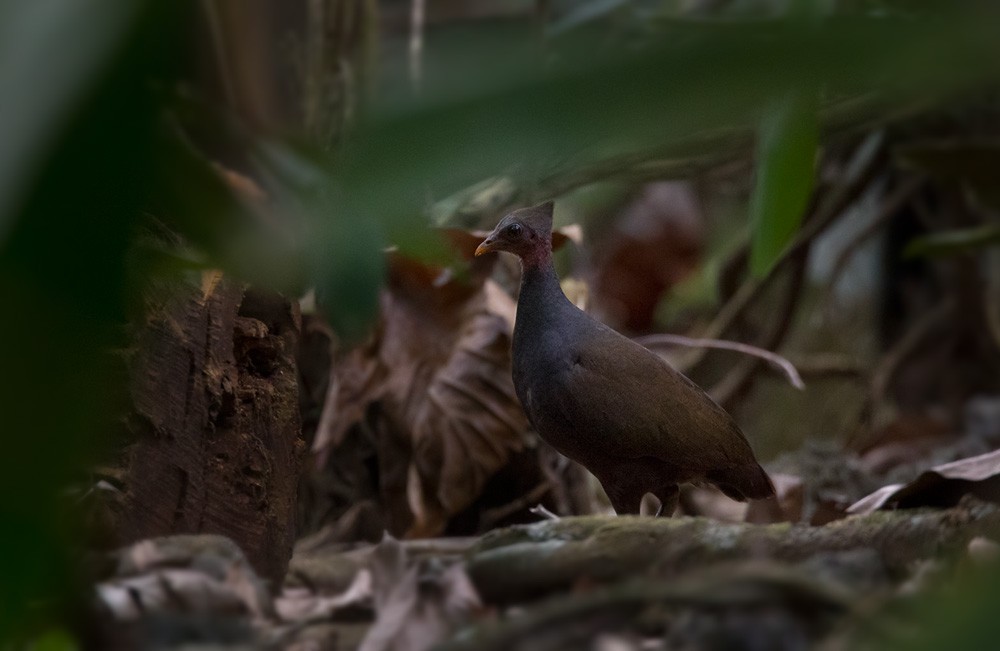 New Guinea Megapode - ML205974871