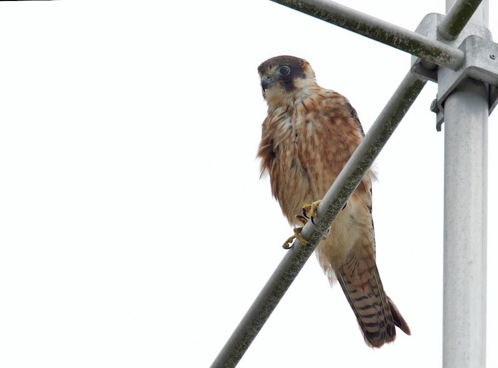 eBird Checklist - 18 Jul 2014 - Madang - 3 species
