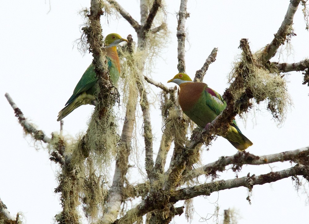 Ornate Fruit-Dove (Eastern) - ML205974951