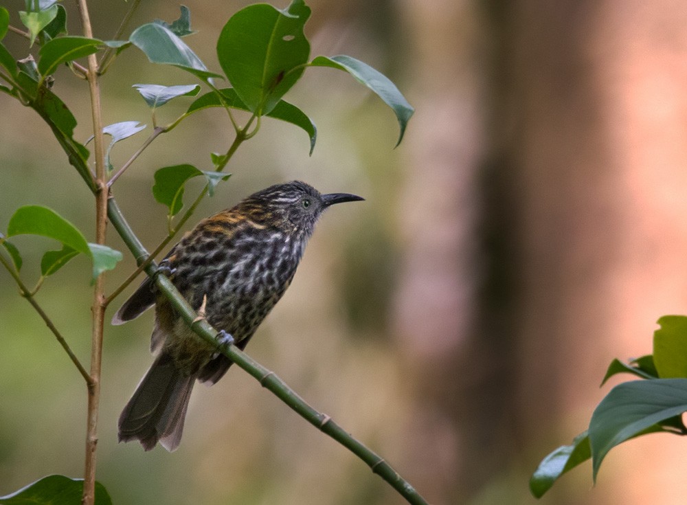 Rufous-backed Honeyeater - ML205975041