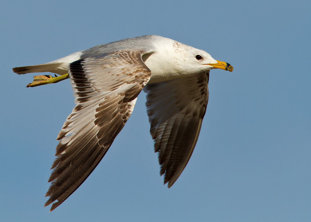 Ring-billed Gull - Lars Petersson | My World of Bird Photography