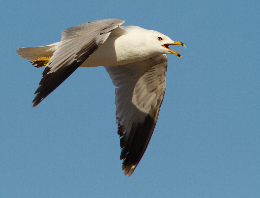 Ring-billed Gull - ML205975231