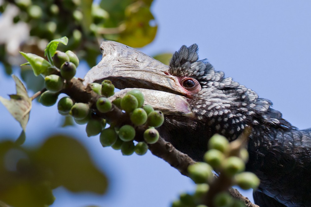 Silvery-cheeked Hornbill - ML205975421