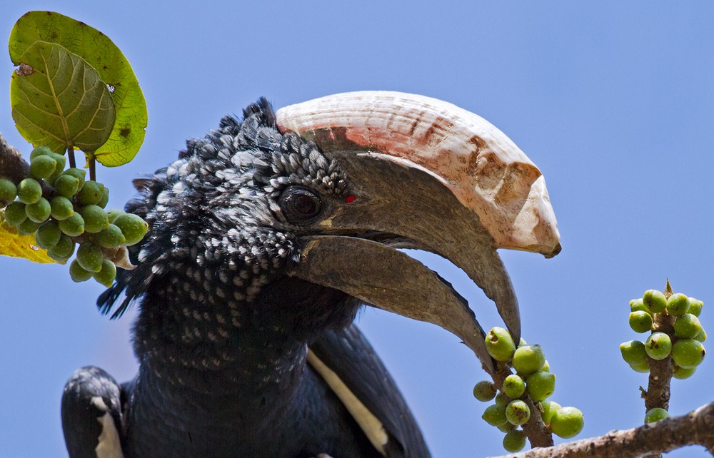 Silvery-cheeked Hornbill - ML205975431